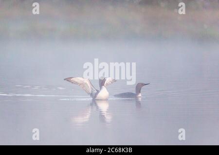 Red throated loon performing mating games in a foggy lake Banque D'Images