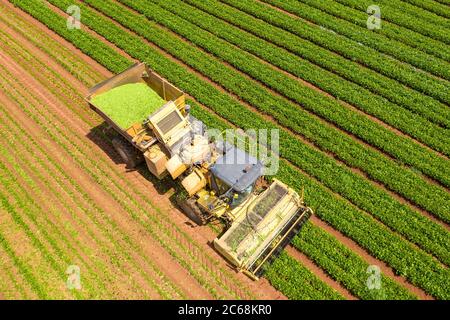 Cueilleur de haricots verts traitant un grand champ, godet chargé de haricots fraîchement cueillis, vue aérienne. Banque D'Images