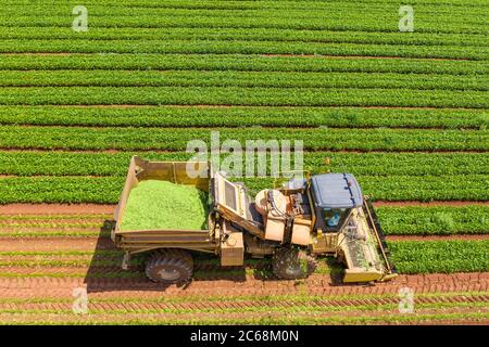 Cueilleur de haricots verts traitant un grand champ, godet chargé de haricots fraîchement cueillis, vue aérienne. Banque D'Images