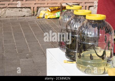 Hirudothérapie. Leech dans une boîte d'eau plastique. La médecine alternative est utilisée dans le traitement. Extérieur Banque D'Images