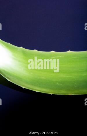Un gros plan de la feuille verte de vera d'aloès. La plupart des gens sont familiers avec les avantages du gel de vera d'aloès. Banque D'Images
