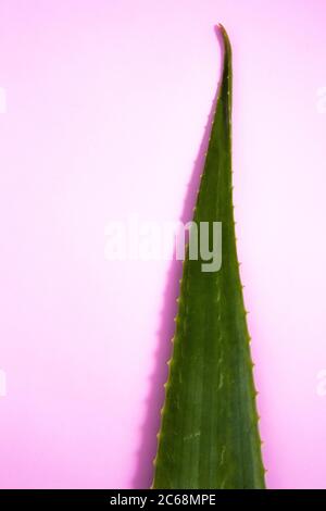 Un gros plan de la feuille verte de vera d'aloès. La plupart des gens sont familiers avec les avantages du gel de vera d'aloès. Banque D'Images