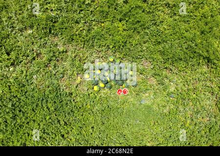 Groupe d'aquarelles mûres dans un champ, image aérienne. Banque D'Images