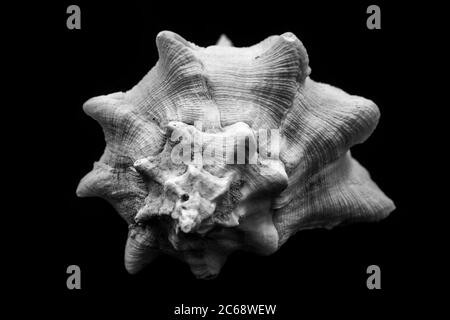 La coquille du Roi Crown est un type de coquille. Une belle photo de la couronne d'huîtres. Banque D'Images