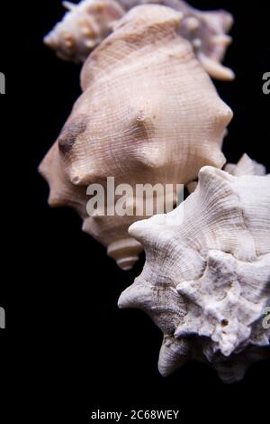 La coquille du Roi Crown est un type de coquille. Une belle photo de la couronne d'huîtres. Banque D'Images