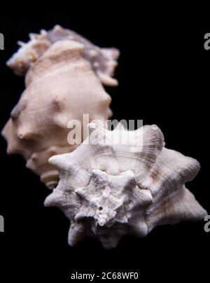 La coquille du Roi Crown est un type de coquille. Une belle photo de la couronne d'huîtres. Banque D'Images