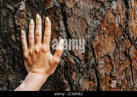 Écorce inhabituelle d'arbre de près. Avec peu de mousse verte. Banque D'Images