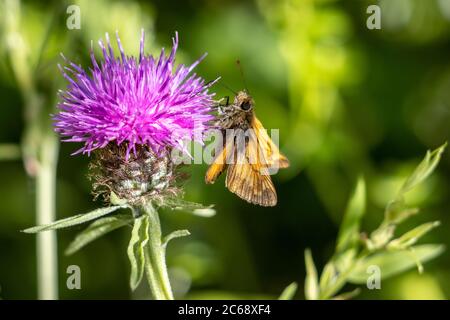 Grand Skipper papillon (Ochlodes venatus) se nourrissant d'une fleur sous le soleil d'été Banque D'Images