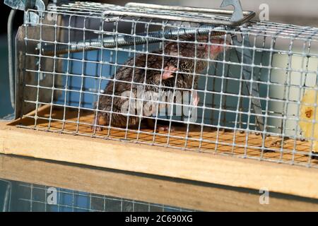 Souris dans une capture mousetrap , le sol de la cuisine, vivre piège de capture Banque D'Images