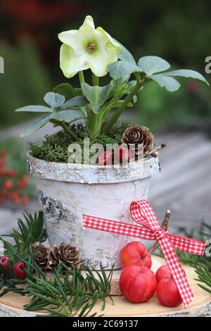 helleborus niger dans pot d'écorce de bouleau et pomme de crabe comme décoration de noël Banque D'Images