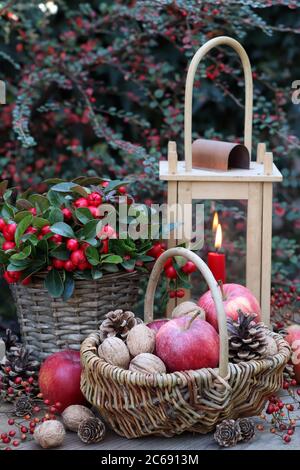 décoration rustique de jardin d'hiver avec noix et pommes en panier, gaultheria procumbens et lanterne Banque D'Images