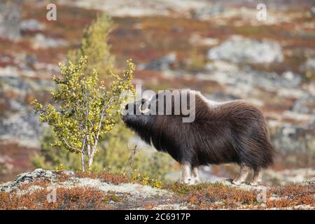 Le boeuf musqué (Ovibos moschatus) dans le Dovrefjell en Norvège. Femelle adulte qui renifle un arbre. Banque D'Images