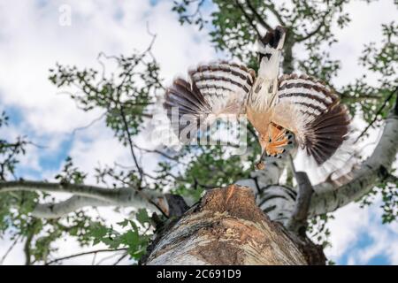 Hoopoe eurasien (Upupa epops) volant vers son nid dans un arbre en Italie. Vue de dessous. Banque D'Images