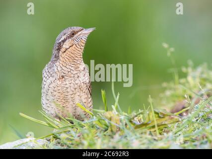 Le wricou eurasien (Jynx torquilla) dans la vallée d'Aoste, dans le nord de l'Italie. Homme chantant depuis le sol, debout entre l'herbe. Banque D'Images