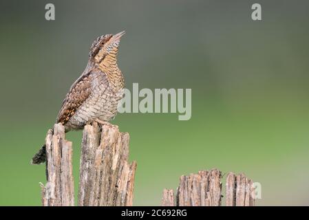 Le wryneck eurasien mâle adulte (Jynx torquilla) dans la vallée d'Aoste, dans le nord de l'Italie. Chant d'un ancien pôle de fench. Banque D'Images