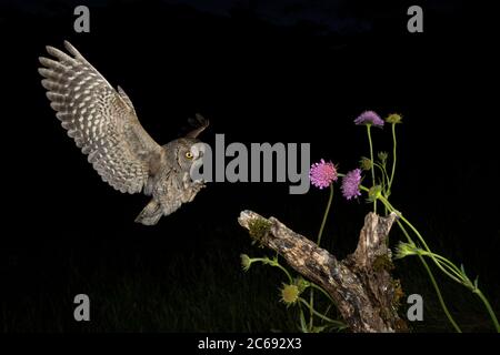 OUS Scops Owl (Otus Scops Scops) pendant la nuit en Italie. Atterrissage sur une souche d'un arbre entouré de fleurs printanières. Banque D'Images