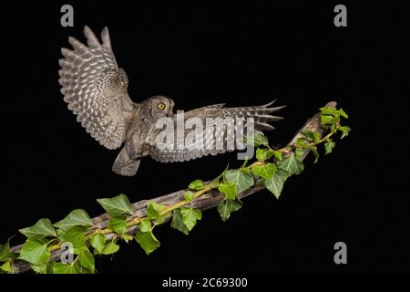 OUS Scops Owl (Otus Scops Scops) pendant la nuit en Italie. Atterrissage sur une branche exposée. Banque D'Images