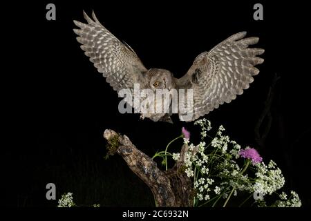 OUS Scops Owl (Otus Scops Scops) pendant la nuit en Italie. Atterrissage sur une perche. Banque D'Images