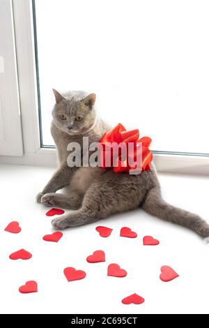 Le chat lilas britannique avec des coeurs rouges et un gros noeud rouge. Accueil dans le seuil de la fenêtre, vertical. Comme présent, concept de jour de Saint Valentin. Banque D'Images