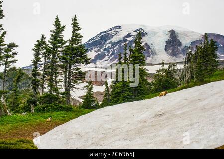 Une marmotte sauvage dans le parc national du Mont Rainier, près de Seattle. Banque D'Images
