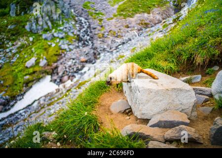 Une marmotte sauvage dans le parc national du Mont Rainier, près de Seattle. Banque D'Images