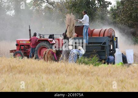 TIKAMGARH, MADHYA PRADESH, INDE - 24 MARS 2020 : agriculteurs indiens travaillant sur le terrain. Banque D'Images