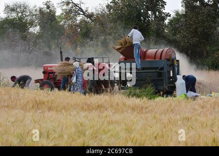 TIKAMGARH, MADHYA PRADESH, INDE - 24 MARS 2020 : agriculteurs indiens travaillant sur le terrain. Banque D'Images