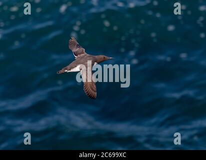 Muragure adulte (Uria aalge albionis), également connu sous le nom de Guillemot commun, volant au-dessus de la mer au large de la côte britannique. Banque D'Images