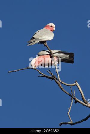 Deux Galah (Cacatua roseicapilla albiceps) perchés dans un arbre en Australie. Banque D'Images
