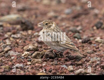 Eremopterix leucopareia, une femelle du Sparrow-lark de Fischer, a été croupiée sur terre au cratère de Ngorongoro, en Tanzanie Banque D'Images