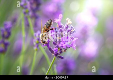 Jour de travail dans la nature. Les abeilles diligentes récoltent le pollen de la fleur de lavande pourpre pour faire du miel en été. Macro-image rapprochée Banque D'Images