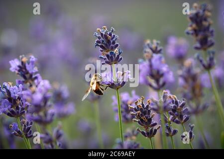 Jour de travail dans la nature. Les abeilles diligentes récoltent le pollen de la fleur de lavande pourpre pour faire du miel en été. Macro-image rapprochée Banque D'Images