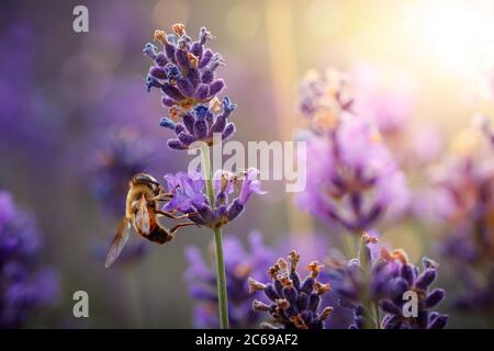 Jour de travail dans la nature. Les abeilles diligentes récoltent le pollen de la fleur de lavande pourpre pour faire du miel en été. Macro-image rapprochée Banque D'Images