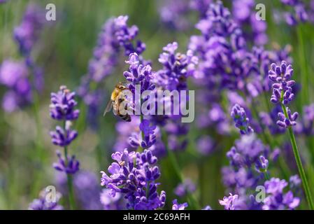 Jour de travail dans la nature. Les abeilles diligentes récoltent le pollen de la fleur de lavande pourpre pour faire du miel en été. Macro-image rapprochée Banque D'Images