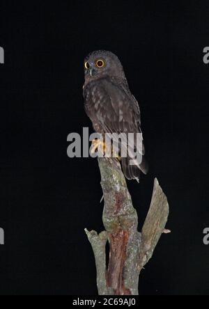 Le faucon-hibou de Hume ou le livre de l'or de Hume (Ninox obscura) perchés pendant la nuit Banque D'Images