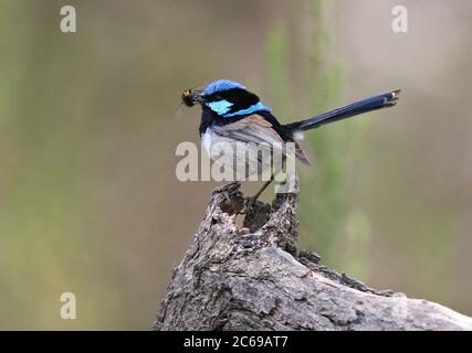 Superbe Fairywren (Malurus cyaneus ssp. Cyanochlamys) adulte mâle avec nourriture Banque D'Images