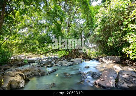 L'ancien Ficus bengalensis pousse par ruisseau dans une forêt tropicale. L'arbre a la plus grande couronne du monde Banque D'Images