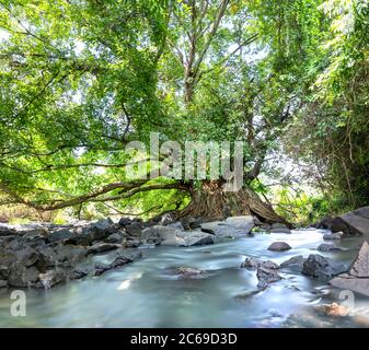 L'ancien Ficus bengalensis pousse par ruisseau dans une forêt tropicale. L'arbre a la plus grande couronne du monde Banque D'Images