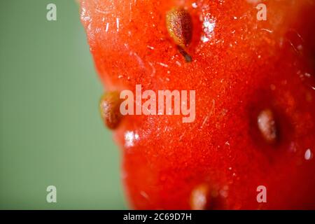Photo macro ultra-récente d'une fraise australienne Banque D'Images