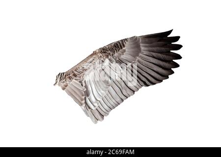 Aile d'oiseau d'oie découpée et isolée sur un fond blanc Banque D'Images