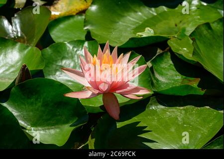 Nénuphars rouges AKA Nymphaea alba F. rosea dans un lac Banque D'Images