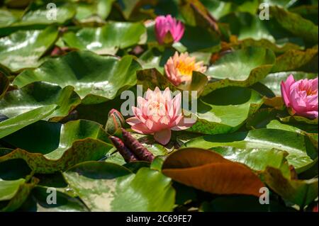 Nénuphars rouges AKA Nymphaea alba F. rosea dans un lac Banque D'Images