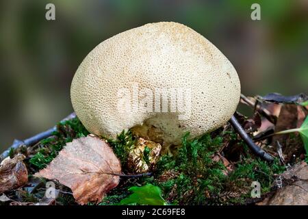 Champignons de la terelle commune (Scleroderma citrinum) champignons des bois à terrain rond à l'automne Banque D'Images