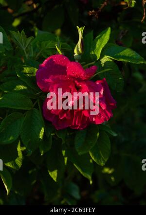 Abeille pollinisante rose de Briar (Rosa rubiginosa) Banque D'Images
