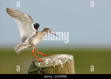 La queue de redorure commune adulte (Tringa totanus) atterrit sur un poteau en bois dans un pré sur le site de Terschelling aux pays-Bas. Banque D'Images