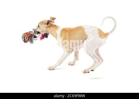 Chiot Whippet, trois mois, jouant avec un jouet de corde coloré isolé sur fond blanc Banque D'Images