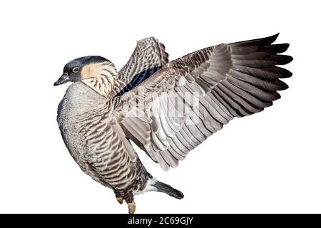 Nene Goose oiseau coupé et isolé sur un fond blanc Banque D'Images