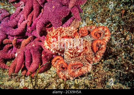 Poulpe géante du Pacifique, Enteroctopus dolfleini, ou poulpe géante du Pacifique Nord, et étoiles de mer ocre, Pisaster ochraceus, Colombie-Britannique, Canada. Banque D'Images