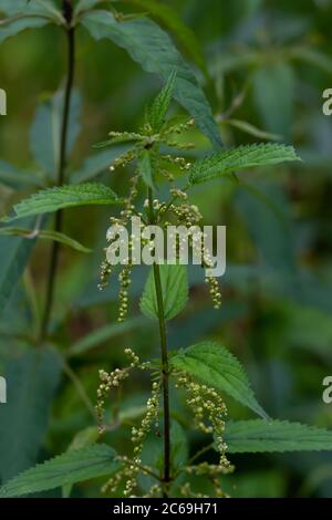 Gros plan de l'ortie de stining - plante et feuilles d'urtica, concept de plantes médicinales et herbes. Mise au point sélective Banque D'Images