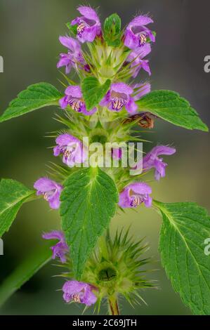 Ortie de chanvre commune, ortie à tige fragile (Galeopsis tétrahit), floraison, Allemagne, Bavière Banque D'Images